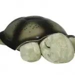 Tortue Twilight