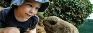 veilleuse tortue