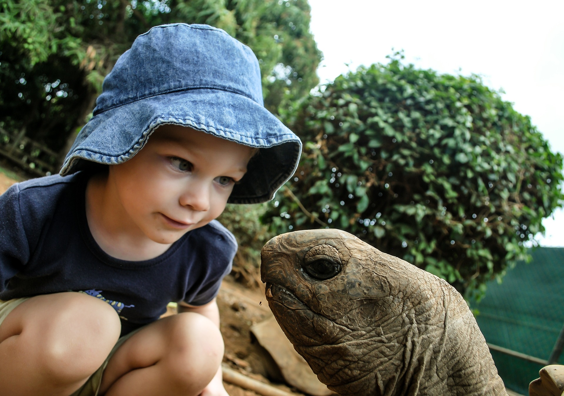 veilleuse tortue